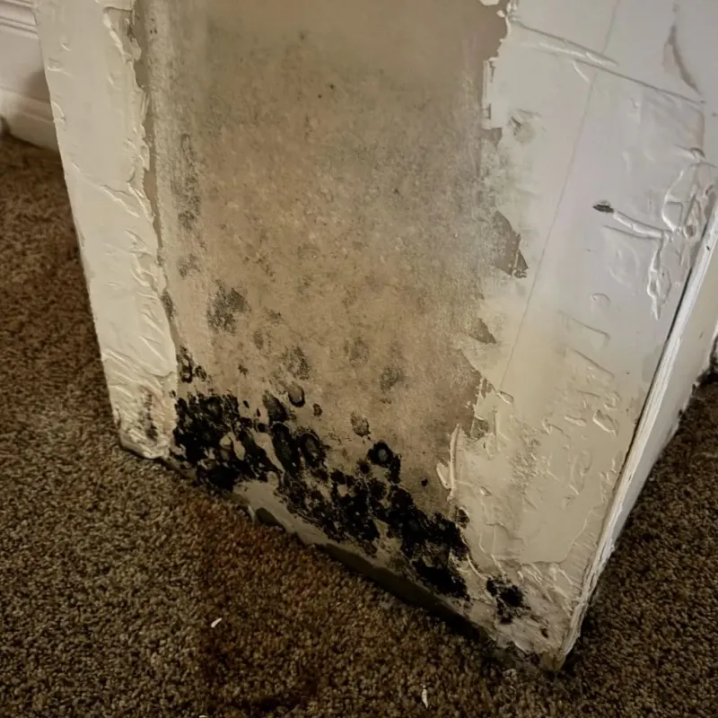 Professional Mold Removal in Valencia, CA